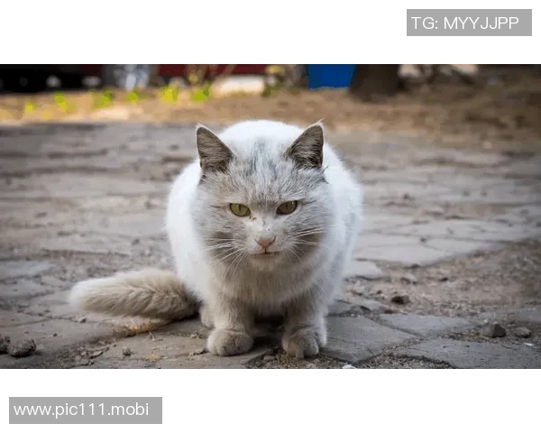 野猫官方：杜克和戴奇将回归大名单，可以出战对阵子弹